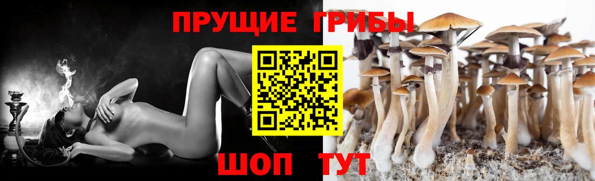 Галлюциногенные грибы Psilocybe Дзержинск